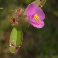 Osbeckia zeylanica L.f.